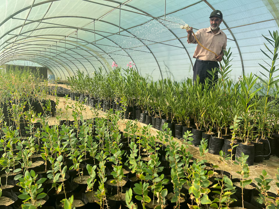 Iraqi Farmers Shift to Sidr Trees Amid Water Crisis