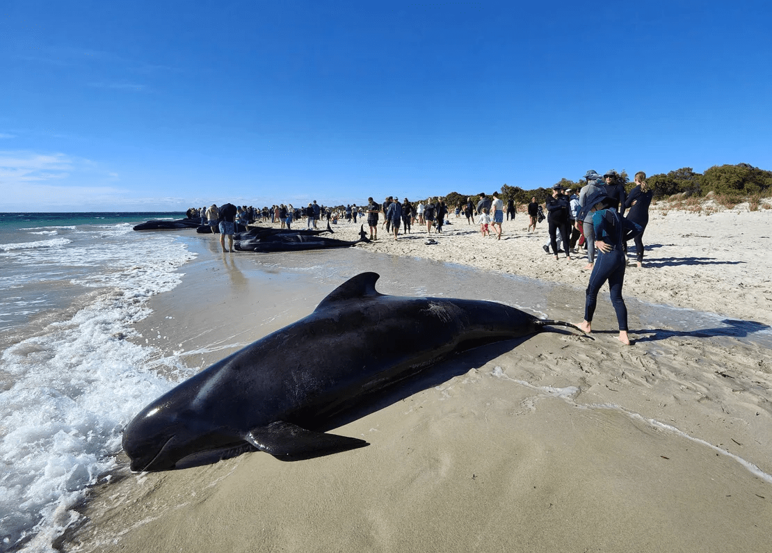 Over 100 stranded whales rescued, 28 DE*D