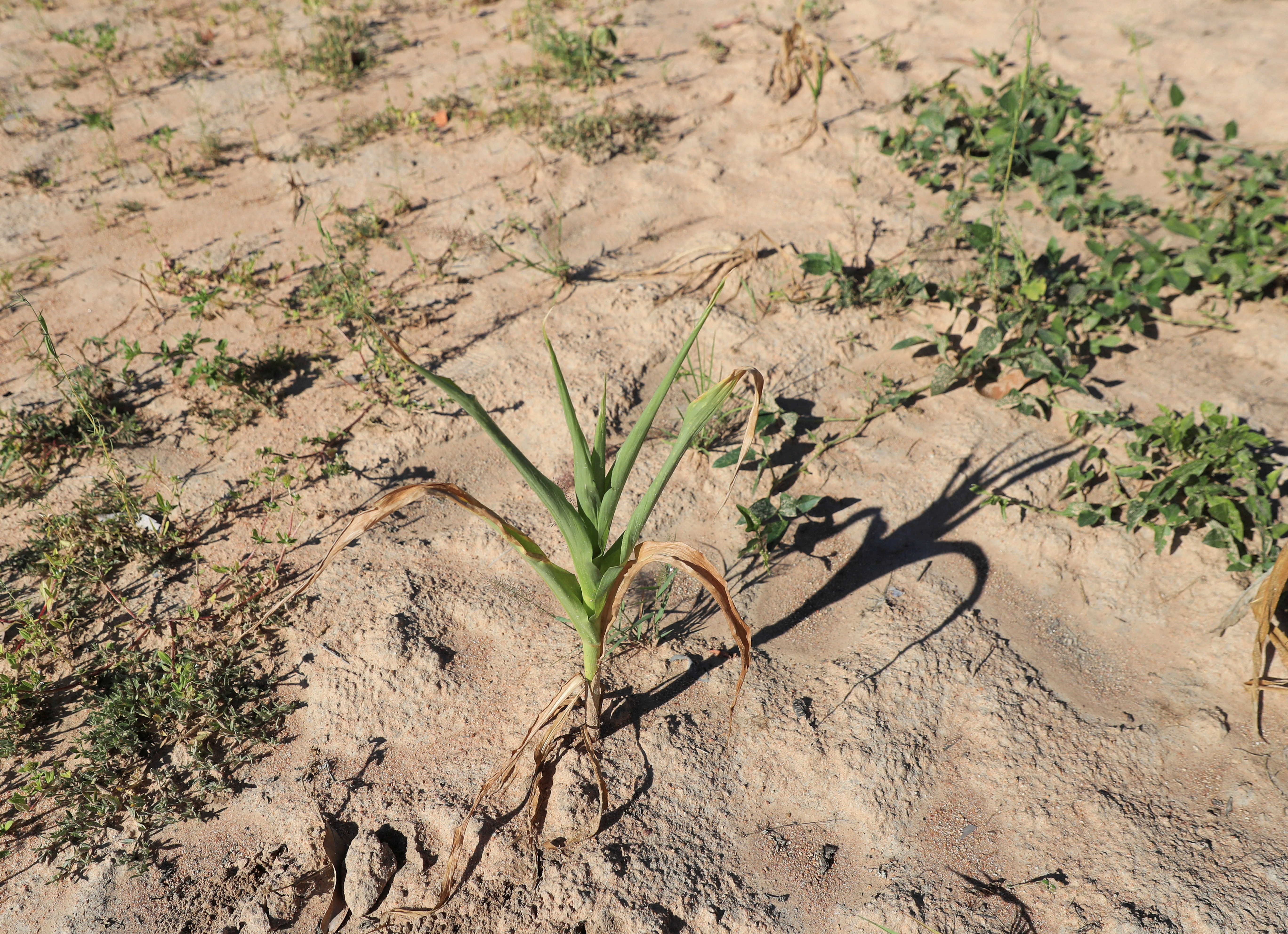 Zimbabwe declares national disaster over drought