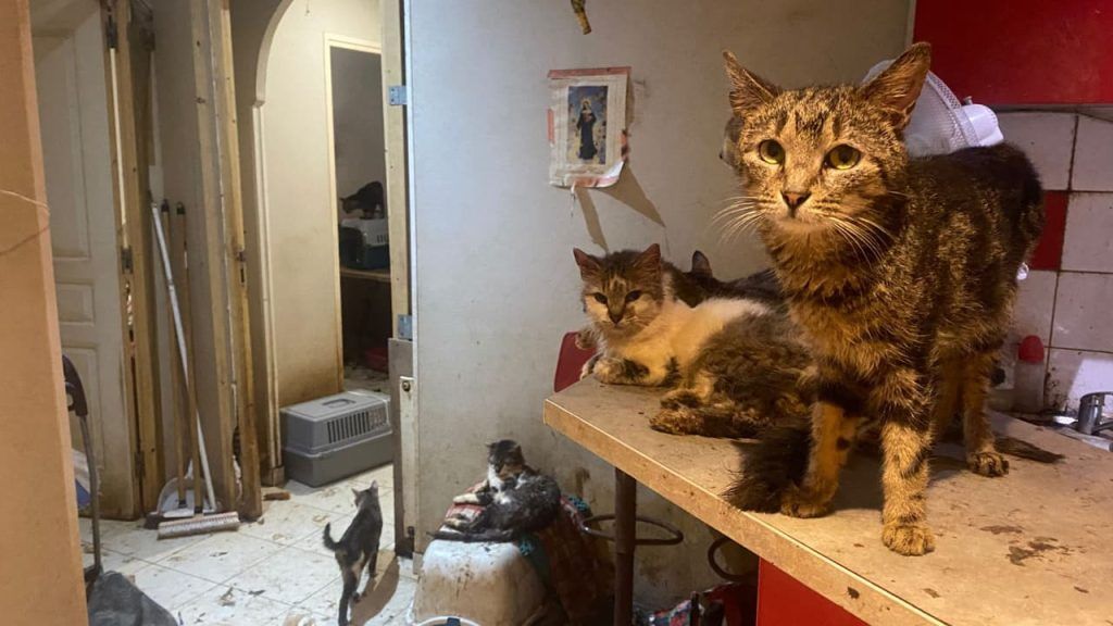 French couple banned from keeping pets after keeping 159 cats in their home