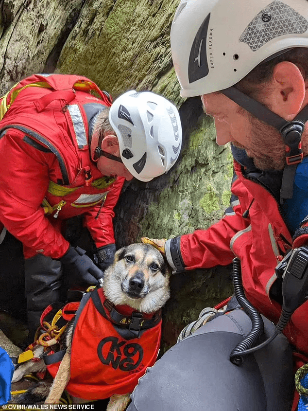 Lucky dog rescued by mountain crew after 50ft fall in Snowdonia