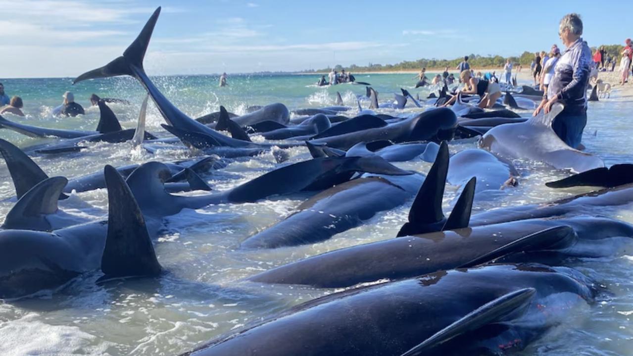 Over 100 stranded whales rescued, 28 DE*D