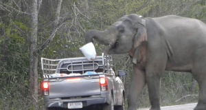 Elephants crush people, invade homes in Thailand Elephants crush people and invade homes in Thailand