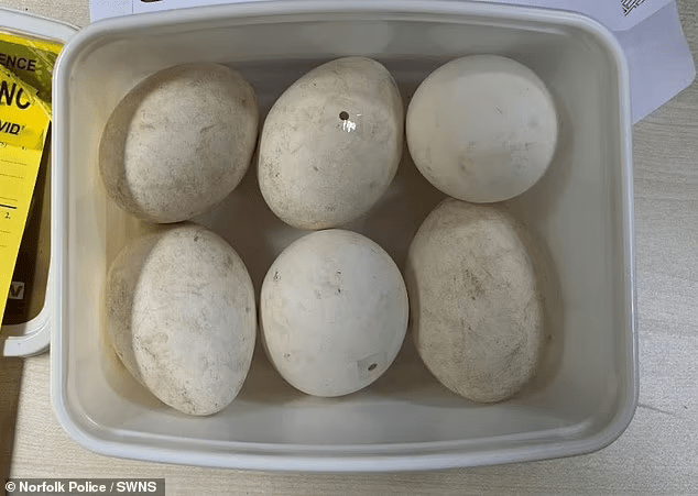 Egg Thief, 71, dodges jail despite 3,000 stolen eggs