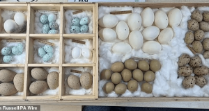 Egg Thief, 71, dodges jail despite 3,000 stolen eggs Egg Thief, 71, dodges jail despite 3,000 stolen eggs