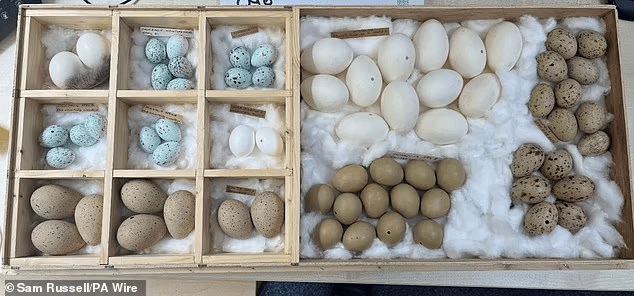 Egg Thief, 71, dodges jail despite 3,000 stolen eggs Egg Thief, 71, dodges jail despite 3,000 stolen eggs
