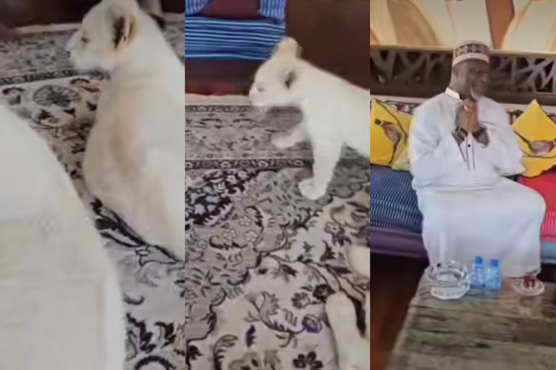 Dino Melaye declines close contact with a Lion cub in his visit to Dubai Dino Melaye declines close contact with a Lion cub in his visit to Dubai