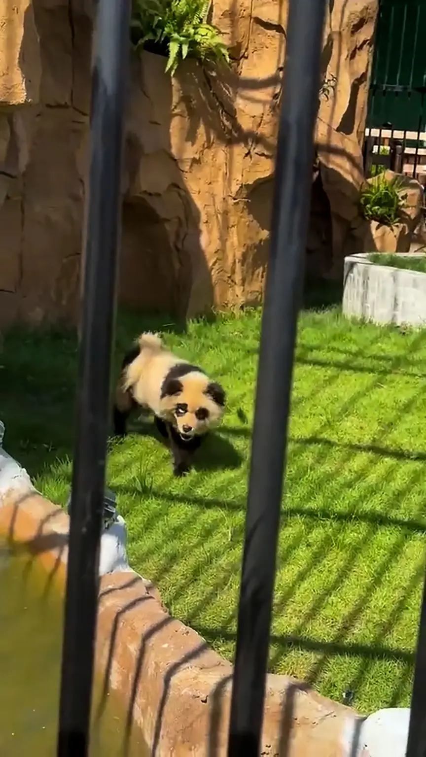 Chinese zoo admits their pandas are actually painted dogs