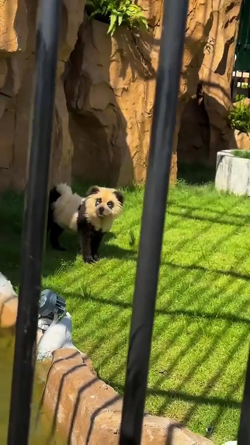 Chinese zoo admits their pandas are actually painted dogs