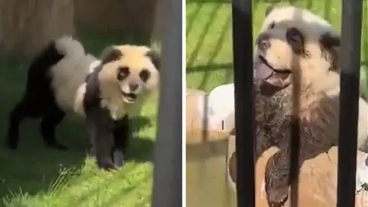 Chinese zoo admits their pandas are actually painted dogs Chinese zoo admits their pandas are actually painted dogs