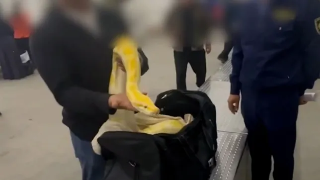 Customs officials shocked to find 10ft long python in carry-on luggage Customs officials shocked to find 10ft long python in carry-on luggage