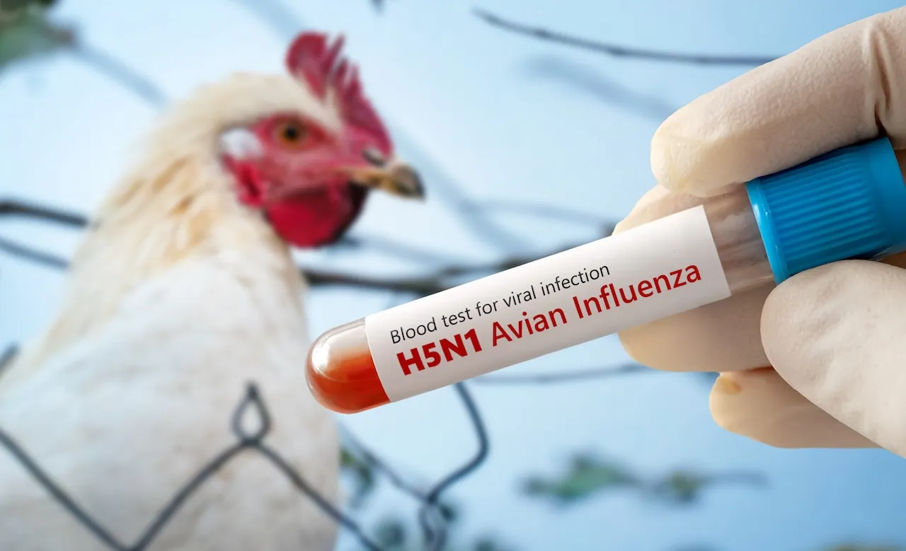 America’s first bird flu de.ath reported in Louisiana America’s first bird flu de.ath reported in Louisiana