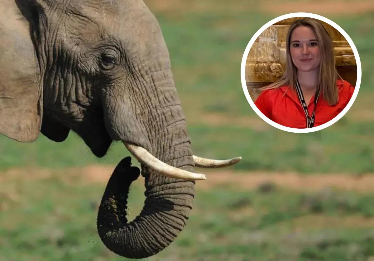 Woman k!lled by elephant in Thailand while bathing animal Woman k!lled by elephant in Thailand while bathing animal
