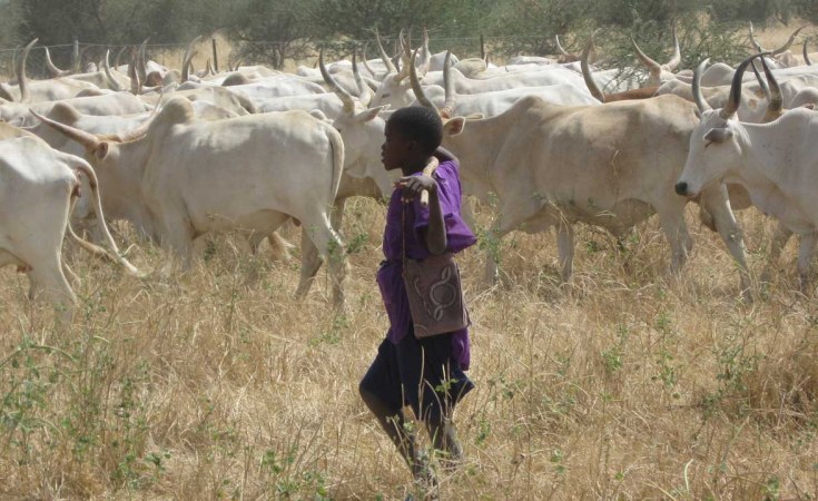 Governor Mutfwang bans night grazing, cattle transportation Governor Mutfwang bans night grazing, cattle transportation