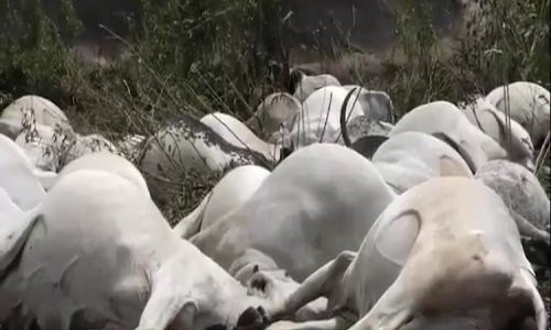 Lightning k!lls EIGHT cows Lightning k!lls EIGHT cows