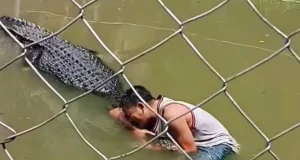 Tourist mistakes real crocodile for a statue and gets mauled Tourist mistakes real crocodile for a statue and gets mauled
