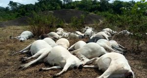 18 cows d!e after grazing on fumigated farmland 18 cows d!e after grazing on fumigated farmland