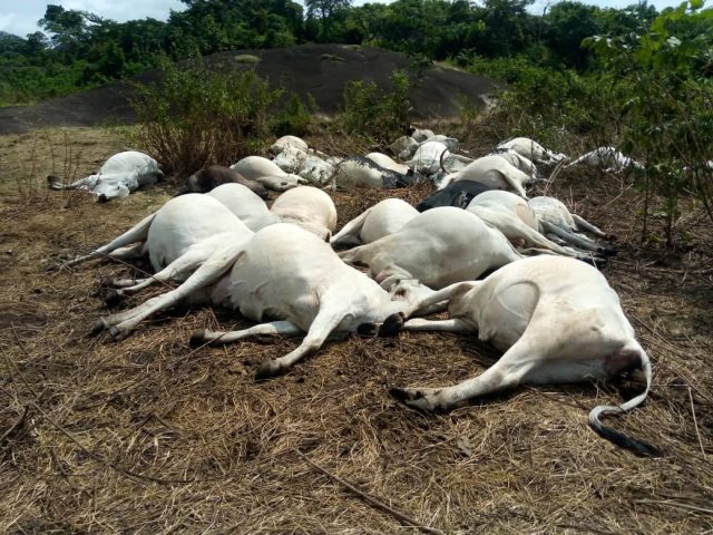 18 cows d!e after grazing on fumigated farmland