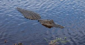 Alligator drags woman to her de.ath from a canoe Alligator drags woman to her de.ath from a canoe