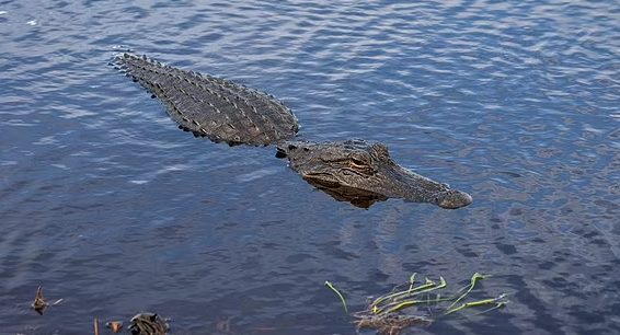 Alligator drags woman to her de.ath from a canoe Alligator drags woman to her de.ath from a canoe
