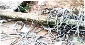 FALLEN power cable electrocutes THREE-year-old FALLEN power cable electrocutes THREE-year-old