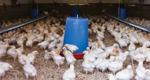 Poultry attendants arraigned for ‘stealing’ 628 chickens Poultry attendants arraigned for ‘stealing’ 628 chickens
