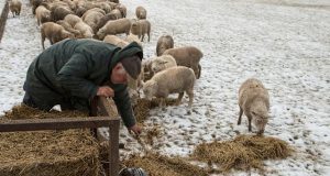 Sheep population OUTNUMBERS humans in New Zealand
