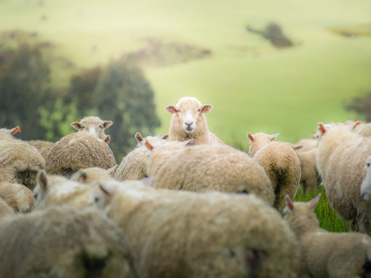 Sheep population OUTNUMBERS humans in New Zealand