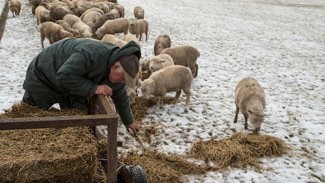 Sheep population OUTNUMBERS humans in New Zealand