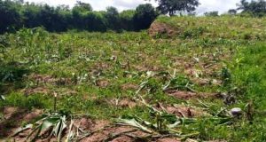 Employees k!ll farmer over N900,000 Employees k!ll farmer over N900,000