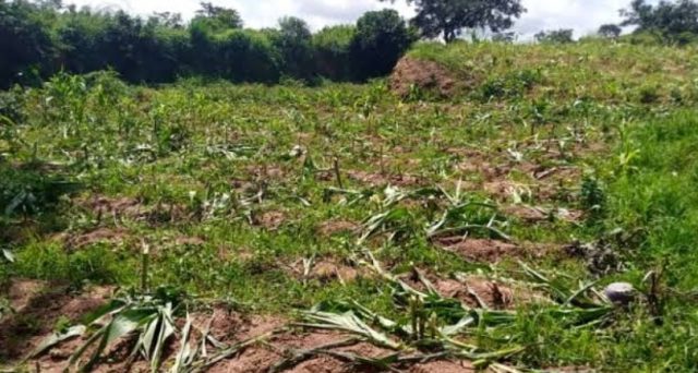 Employees k!ll farmer over N900,000 Employees k!ll farmer over N900,000