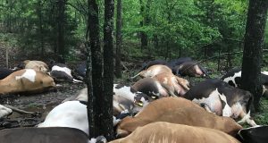 Lightning k!lls 32 COWS Lightning k!lls 32 COWS