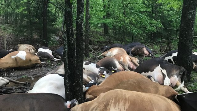 Lightning k!lls 32 COWS