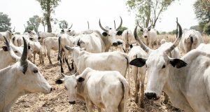 Oyo enforcees anti-open grazing law Oyo enforcees anti-open grazing law