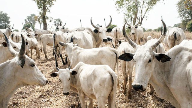 Oyo enforcees anti-open grazing law Oyo enforcees anti-open grazing law