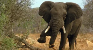 Elephant k!lls farmer in Ogun Elephant k!lls farmer in Ogun
