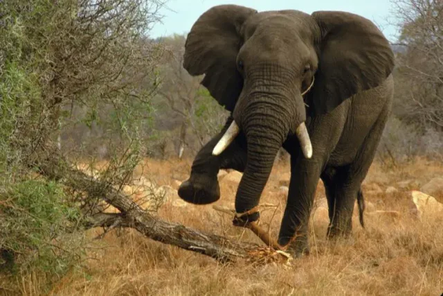 Elephant k!lls farmer in Ogun