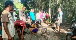 Missing man found d8ad inside 8-meter-long python