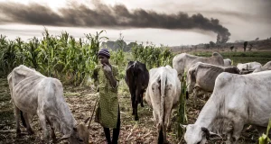 Oyo govt arrests suspected herders Oyo govt arrests suspected herders
