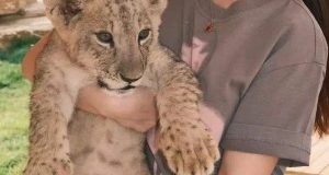 Restaurant in China offers lion cub cuddles alongside afternoon tea Restaurant in China offers lion cub cuddles alongside afternoon tea