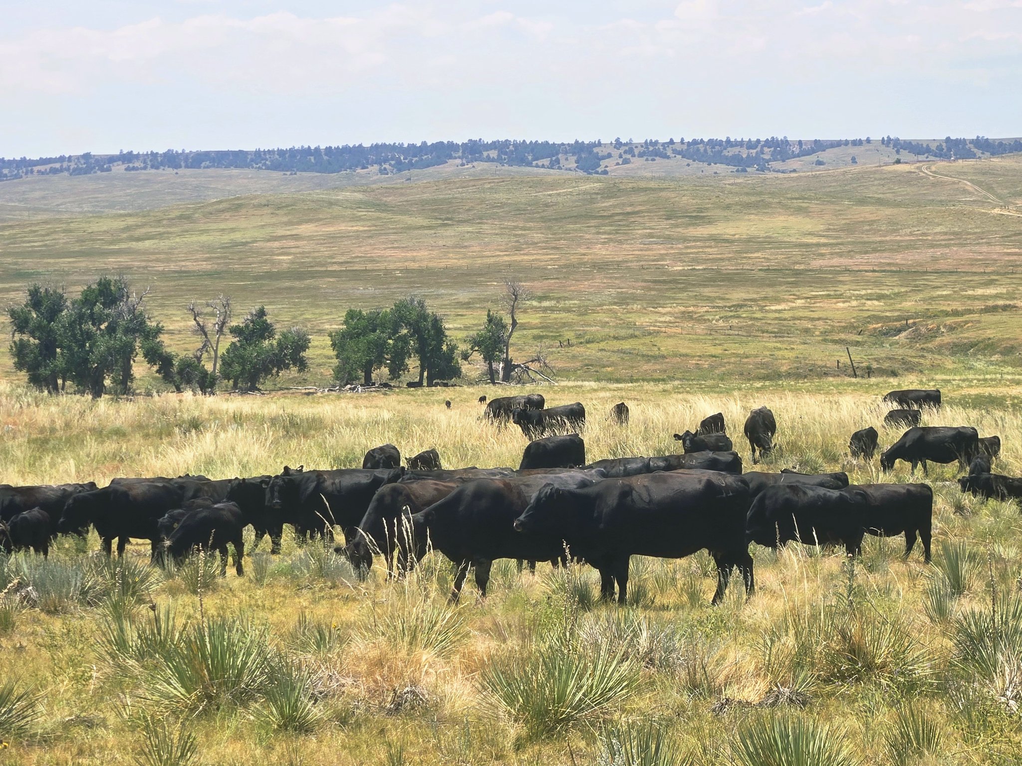 Senator Ned Nwoko proposes ranching in all 774 LGA