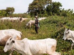 Herder k!lls son during grazing for offending him Herder grazing