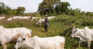 Herder k!lls son during grazing for offending him Herder grazing