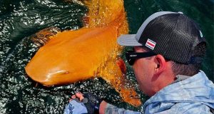 Rare bright orange shark discovered in Costa Rica Rare bright orange shark discovered in Costa Rica