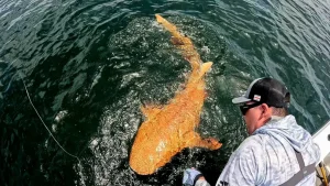 Rare bright orange shark discovered in Costa Rica