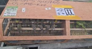 Customs Intercept 1,620 birds bound for Kuwait