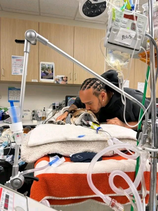 Lewis Hamilton's bulldog in severe Coma Lewis Hamilton's bulldog in severe Coma