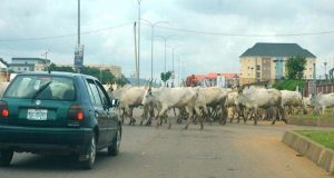 FG to relocate cattle from Abuja to grazing reserves FG to relocate cattle from Abuja to grazing reserves
