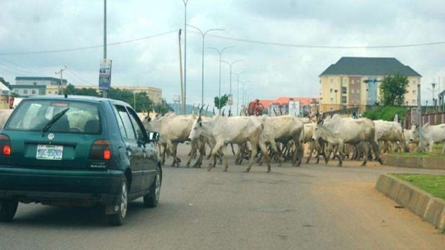 FG to relocate cattle from Abuja to grazing reserves