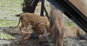 Lions eat veteran zookeeper ALIVE Lions eat zookeeper
